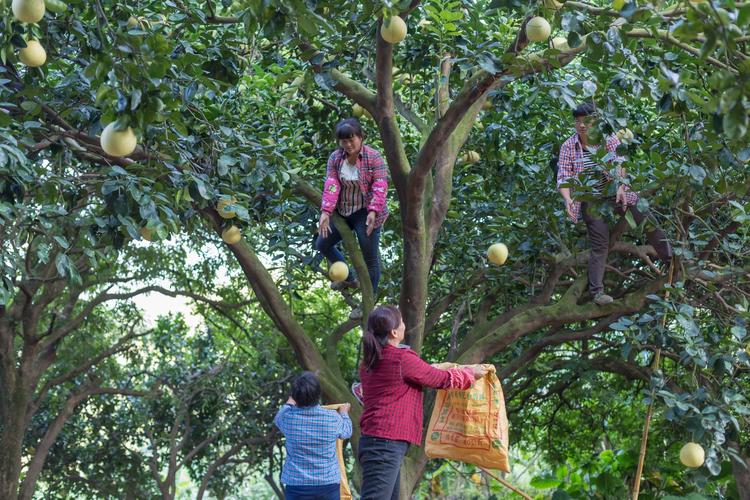 百年坪山柚開放全民認養 世界四大名柚，值得珍藏的甜蜜之選